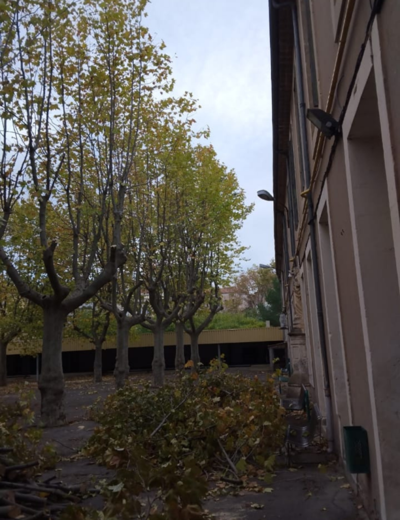 Elagage d'arbre par pasagiste Créa'Entretien Jardin à Bédarieux