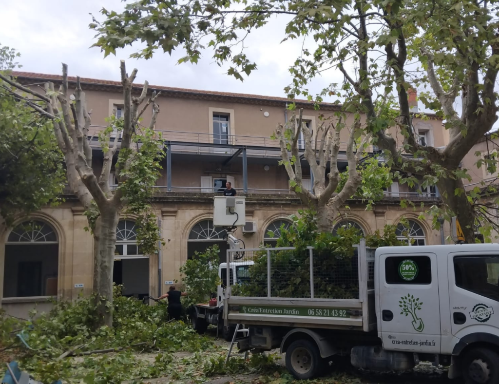 Entretien des arbres, élagage réalisé par Créa'Entretien Jardin paysagiste à Bédarieux